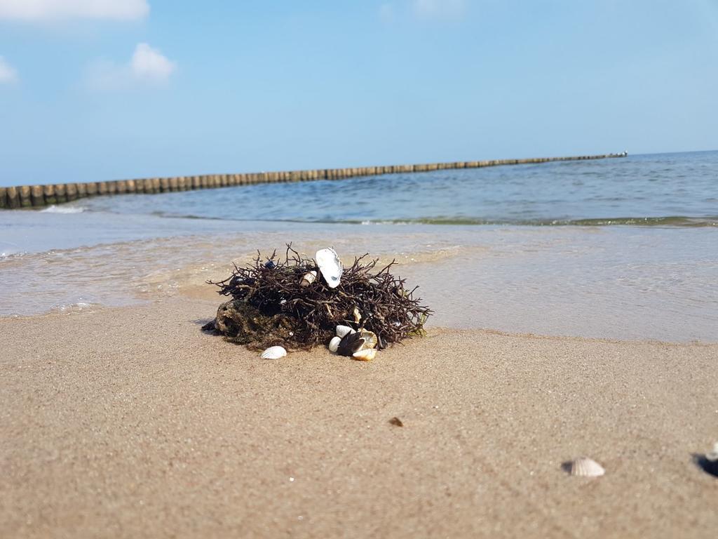 Ferienwohnung Strandwurzel ツェンピン エクステリア 写真